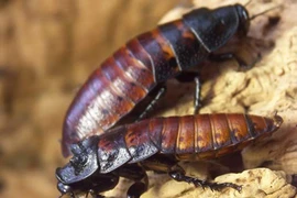 Rùa tai đỏ và loạt động vật ngoại lai xâm hại ở Việt Nam