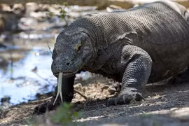 Tốc độ “khủng khiếp” của rồng Komodo khi truy đuổi con mồi