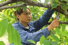 Vợ chồng 9X ở Ninh Bình bỏ phố về quê trồng na dai