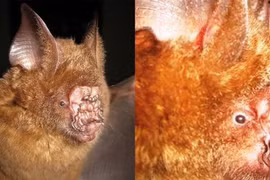 Loài động vật kỳ dị phát hiện ở Việt Nam: Ngoại hình cực ám ảnh!