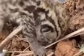 Đào đất đụng “sinh vật lạ”, ngỡ ngàng khi biết loài trong Sách đỏ VN