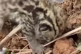 Đào đất đụng “sinh vật lạ”, ngỡ ngàng khi biết loài trong Sách đỏ VN