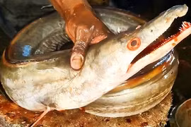 Loài cá lạ Việt Nam sở hữu bộ phận quý gần chục triệu đồng 1kg