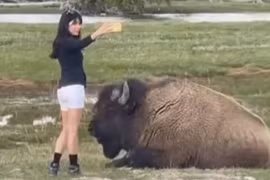 Nữ du khách coi thường sự an toàn khi cố selfie với bò rừng