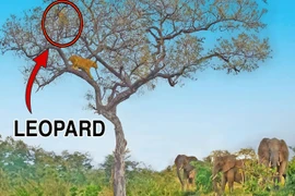 Sư tử leo lên cây truy sát báo săn, may mắn voi tới giải cứu 