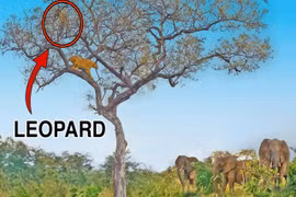 Sư tử leo lên cây truy sát báo săn, may mắn voi tới giải cứu 