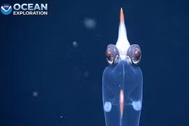 Kỳ lạ con mực hệt “người ngoài hành tinh” với đôi mắt đỏ