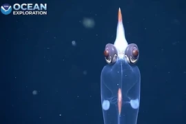 Kỳ lạ con mực hệt “người ngoài hành tinh” với đôi mắt đỏ