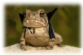 Loài động vật độc dị chỉ có ở Việt Nam: Nghe tên đã lạnh gáy! 