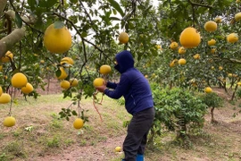 Đua nhau trồng rồi ‘vỡ trận’: Cam sành đang phải ‘giải cứu’ 