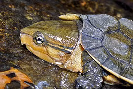 Tận mục 59 cá thể rùa đầu to cực quý vừa được giải cứu 