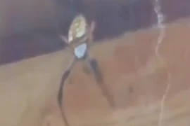 Mở cửa đi làm, hốt hoảng trông thấy cảnh tượng gây ám ảnh 