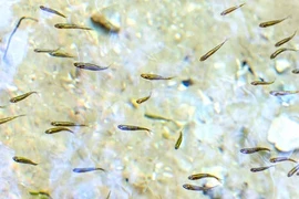 Loài cá tí hon xâm lấn khiến nước Mỹ “tuyển” robot truy đuổi