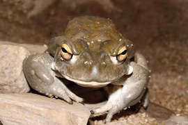 Top động vật gây ảo giác cực mạnh, chớ dại đến gần 