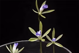 Loài cây cực quý: Thế giới khó tìm, có trong Sách Đỏ Việt Nam! 