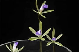 Loài cây cực quý: Thế giới khó tìm, có trong Sách Đỏ Việt Nam! 