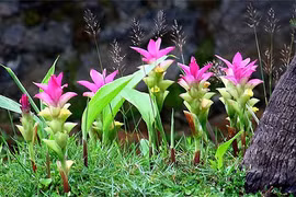 Loài củ hiếm có khó tìm trên thế giới: Chợ Việt Nam có đầy!