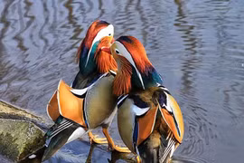 Top động vật chung thủy nhất quả đất, con người phải “chào thua"