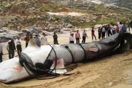 Chấn động lời giải “quái thú” dài 8m thình lình xuất hiện ở Tân Cương