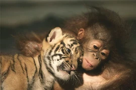 Giật bắn mình những “cặp đôi” không tưởng trong thế giới động vật