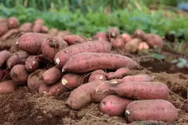 Khoai lang chính ngạch sắp xuất sang Trung Quốc, xuất khẩu rau quả tăng mạnh