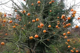 Nhà trồng 3 cây này tuyệt đối không chặt, coi chừng 'chặt đứt' tài lộc