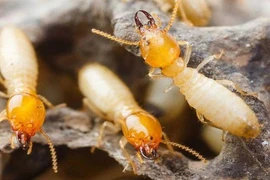 Nhà khoa học Việt nghiên cứu sống thông minh với… mối