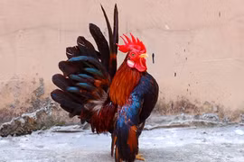 Loài gà dáng đẹp như “siêu mẫu”, nhà giàu Việt thi nhau săn lùng 