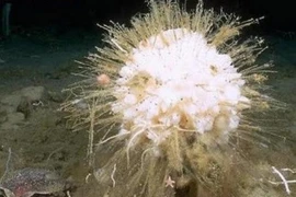 Top sinh vật sống lâu trăm tuổi: Số 4 “trường sinh bất lão”! 