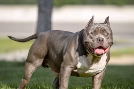 Giải mã loài chó Pitbull nguy hiểm số một thế giới 