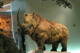 Giật mình quái vật dị biệt thời tiền sử, khó ai tin chúng tồn tại 