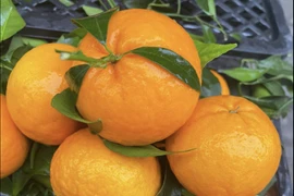 Rau quả Trung Quốc về chợ Việt: Quýt, tỏi đứng đầu bảng