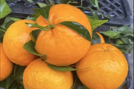 Rau quả Trung Quốc về chợ Việt: Quýt, tỏi đứng đầu bảng