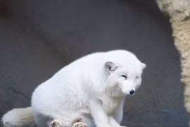 Cứu chó khỏi giếng cạn, ai ngờ là “linh thú” tuyệt mỹ trong truyền thuyết 