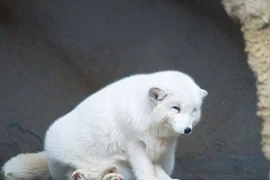 Cứu chó khỏi giếng cạn, ai ngờ là “linh thú” tuyệt mỹ trong truyền thuyết 