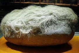 Nhặt tảng đá “mọc tóc bạc phơ”, giật mình nhận ra báu vật tiền tỷ 