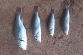 "Mưa cá” kỳ lạ bất ngờ đổ ào xuống Australia, chuyên gia lý giải sao? 