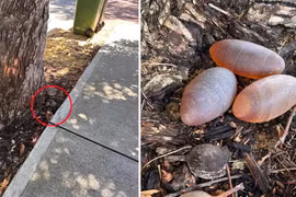 Tình cờ phát hiện 3 “viên đá” quý, phát sốc khi biết lai lịch thật