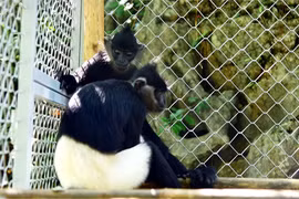 Diện kiến voọc mông trắng quý hiếm được Hà Nội gấp rút bảo vệ