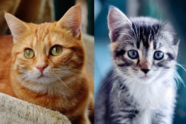 Hé lộ điều bí mật không tưởng về loài mèo mà ít người biết