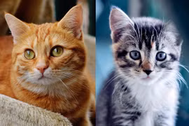 Hé lộ điều bí mật không tưởng về loài mèo mà ít người biết