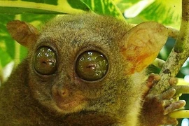 Sửng sốt 3 loài động vật “hiếm có, khó tìm” nhất hành tinh