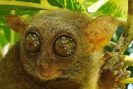 Sửng sốt 3 loài động vật “hiếm có, khó tìm” nhất hành tinh