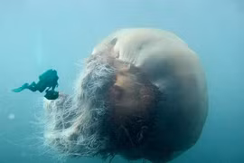 Kinh ngạc top 5 động vật khổng lồ nhất đại dương