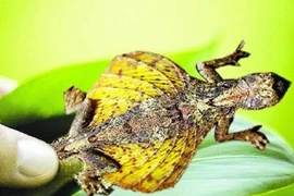 8 loài động vật kỳ quái “Trời ban" cho Việt Nam: Số 1 gây ám ảnh!