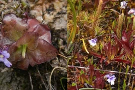 Phát hiện loài cây ăn thịt mới cực hiếm: Chỉ có 15 gốc trên TG 