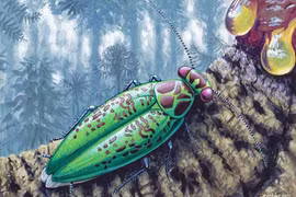 Bất ngờ quái vật cổ đại hiện về nguyên vẹn trong khối hổ phách