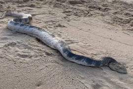 Đi chơi biển, thất kinh chạm trán rắn “quái vật”, giết người trong phút mốt 