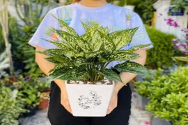 5 loại cây có thể giúp thăng quan tiến chức, công thành danh toại 