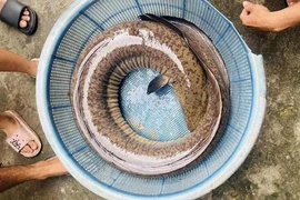 Cá chình 16 kg và loạt quái ngư khủng dính câu cần thủ Việt